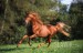 American Saddle Horse 109.JPG